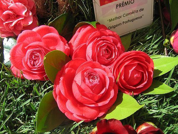 Camellia - host ze slunného Japonska