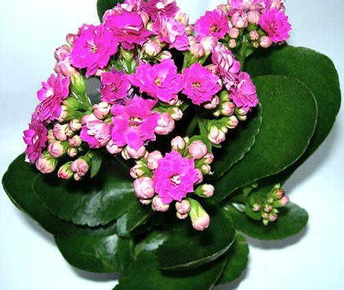 Kalanchoe-Blütenstände gibt es in einer Vielzahl von Farben