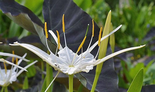 Hymenokallis-Blume