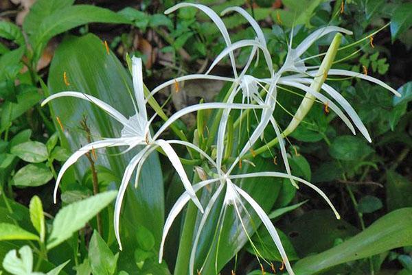Die ungewöhnliche Form der Hymenokallis-Blüte zieht die Blicke auf sich