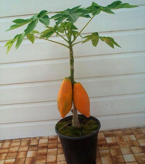شجرة البطيخ من البذور