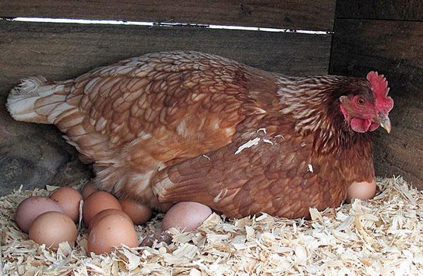 produkce vajec kuřat v zimě