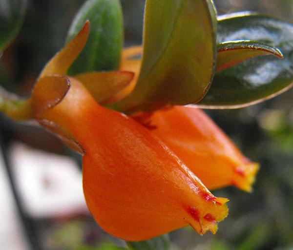 ungewöhnliche Blüten von Nematanthus