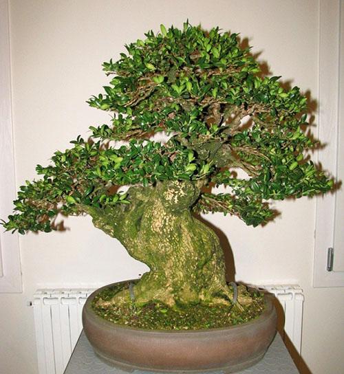 Buchsbaum Bonsai