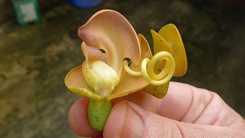 Neobvyklé květy fazole karakalu