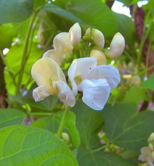 Bílé dekorativní květy fazolí