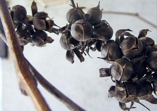semenné lusky Ipomoea purpurea