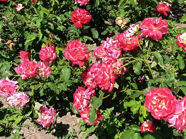 eine Rose im Garten pflegen