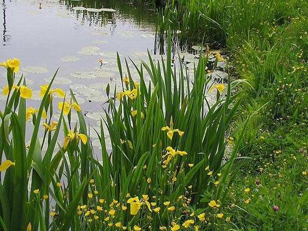 bahenní kosatec na rybníku