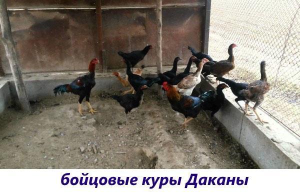 Dakanova bojová kuřata
