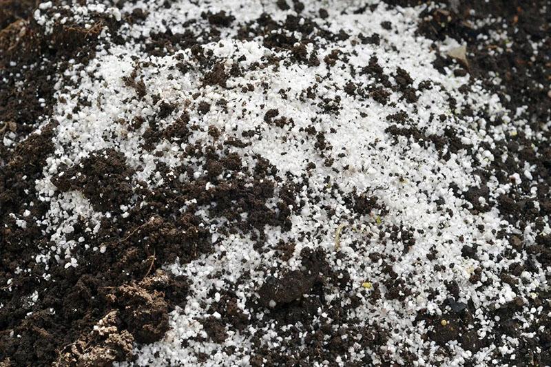 Einbringen von Agroperlit in den Boden