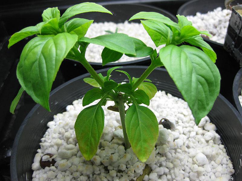 nützliche Eigenschaften von Agroperlit für Pflanzen