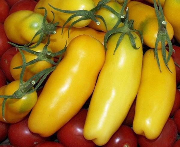 rajče žluté papriky