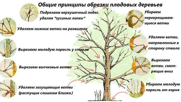 Allgemeine Grundsätze zum Beschneiden von Obstbäumen