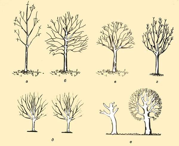 Bäume formen und beschneiden