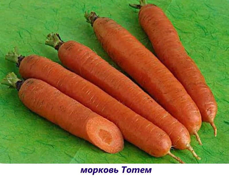 mrkvový odrůdový totem