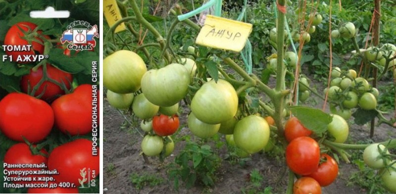 Tomatensorte durchbrochen in einem offenen Garten