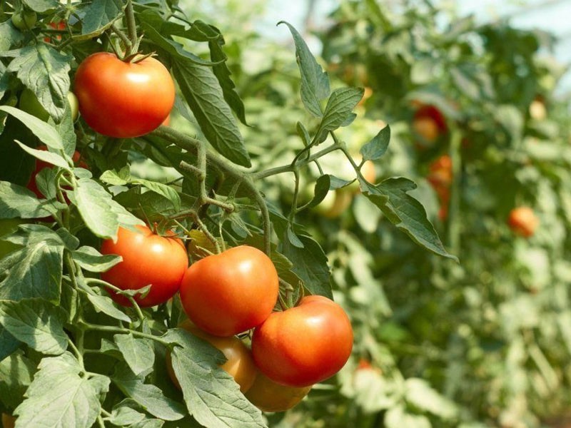 زراعة الطماطم من صنف أزهور