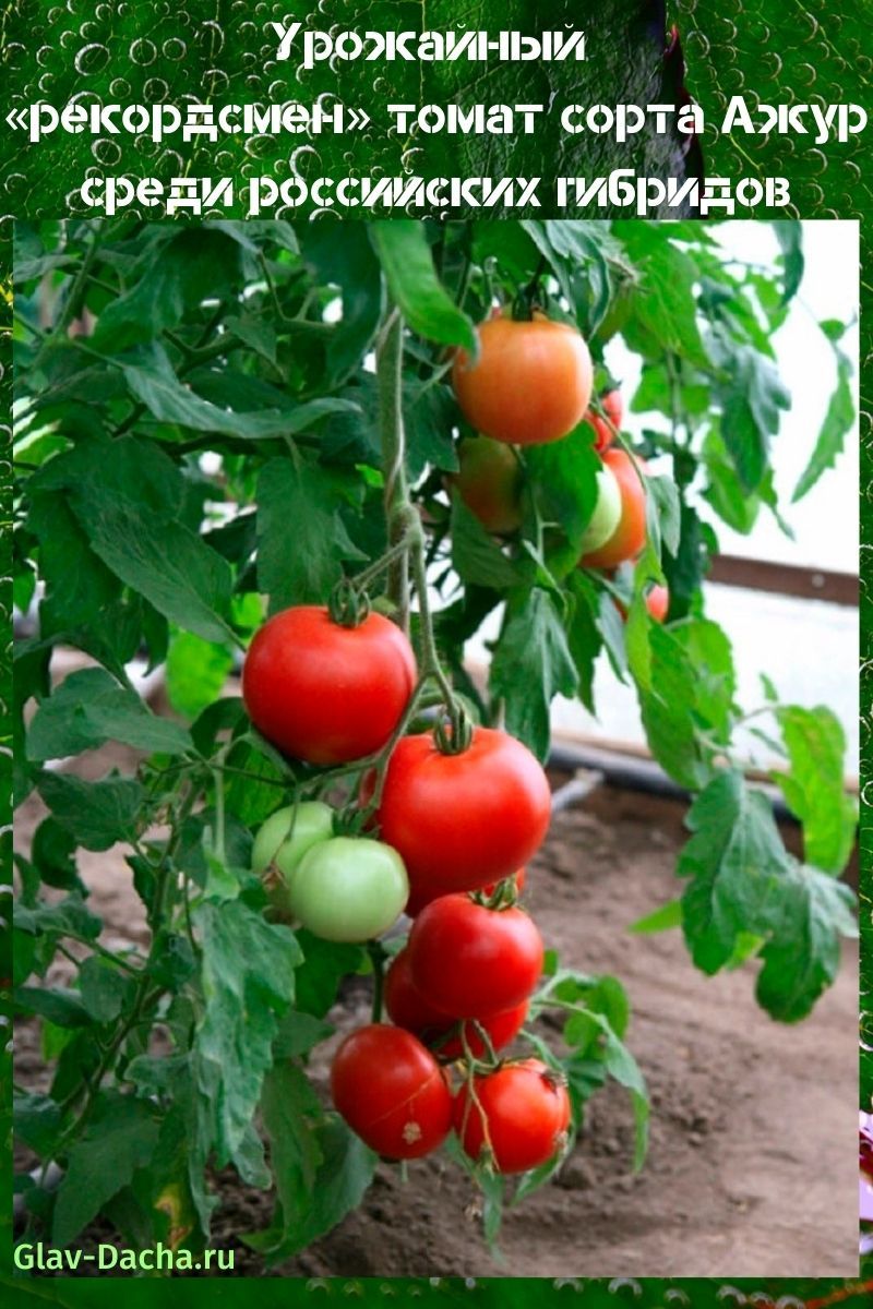durchbrochene Tomate