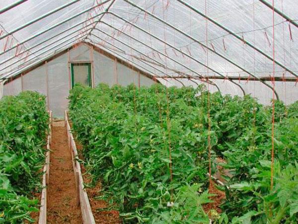 pěstování odrůdy Maryina Roshcha ve skleníku