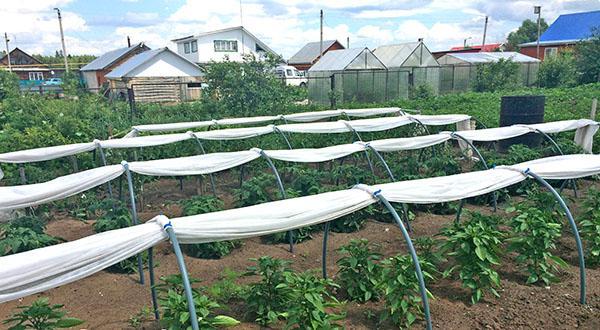 skleník pro pěstování zeleniny