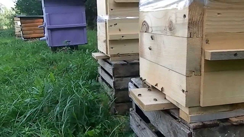 Vor- und Nachteile des Bienenstocks von Abt Warre