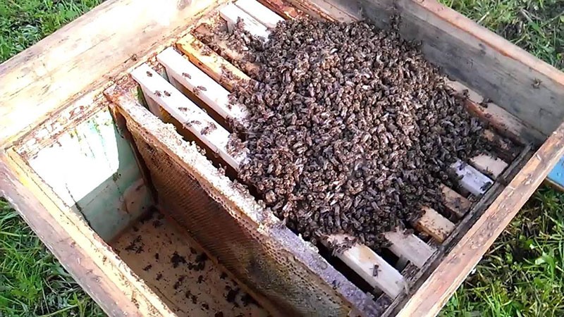 Besiedlung von Bienen in Bienenstöcken