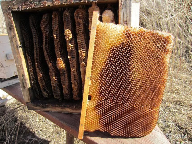 Honig in den Bienenstockfächern