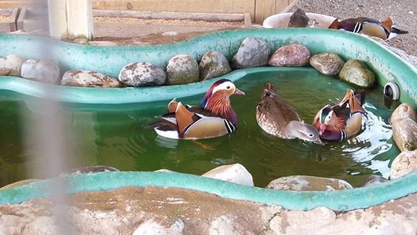 rybník pro kachnu mandarínskou