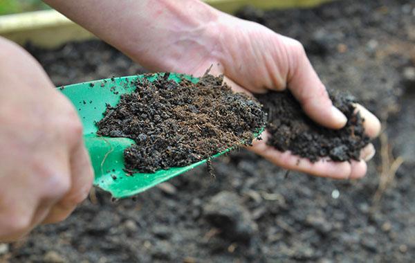 تحضير التربة لزراعة الفجل الحار