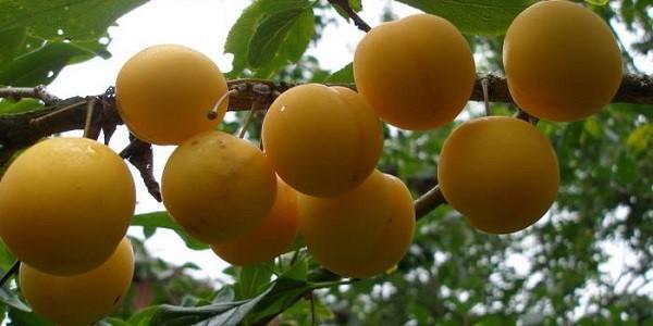 hybride Kirschpflaumenfrüchte