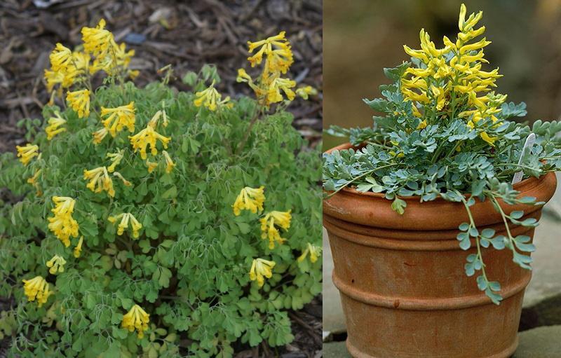 Corydalis gelb im Freiland und im Blumentopf pflanzen und pflegen