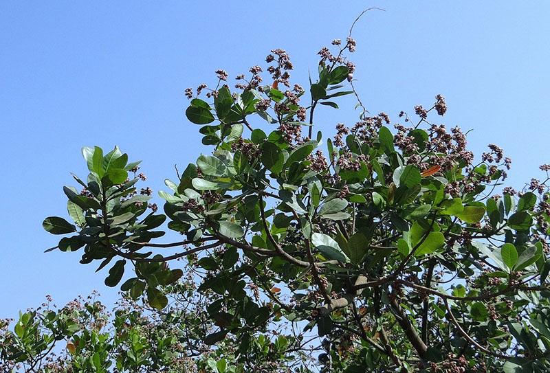 immergrüner Cashewbaum