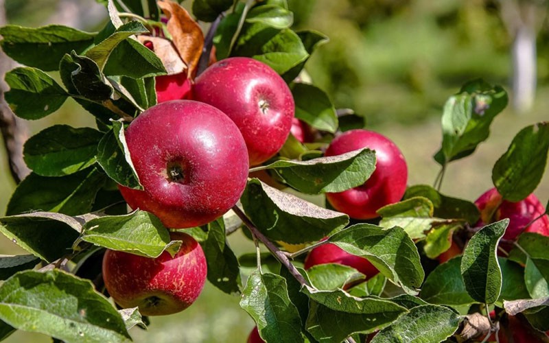ثمار التفاح العطرة Robinovka