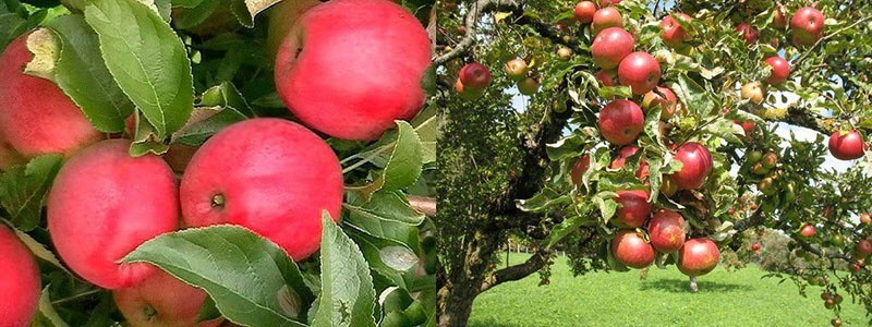 شجرة التفاح ريغا روبن