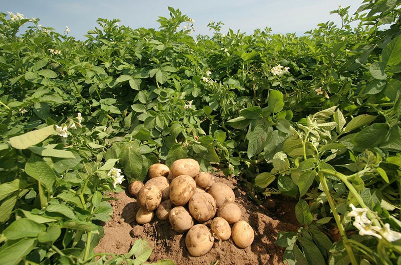 wachsende Kartoffelsorte Nevsky