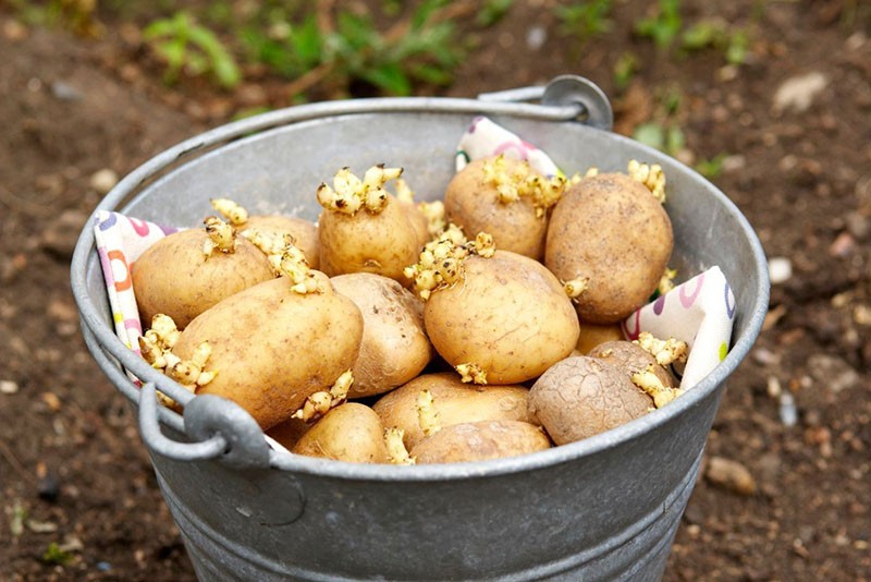 Kartoffeln zum Pflanzen vorbereiten