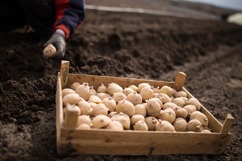 زراعة البطاطس نيفسكي