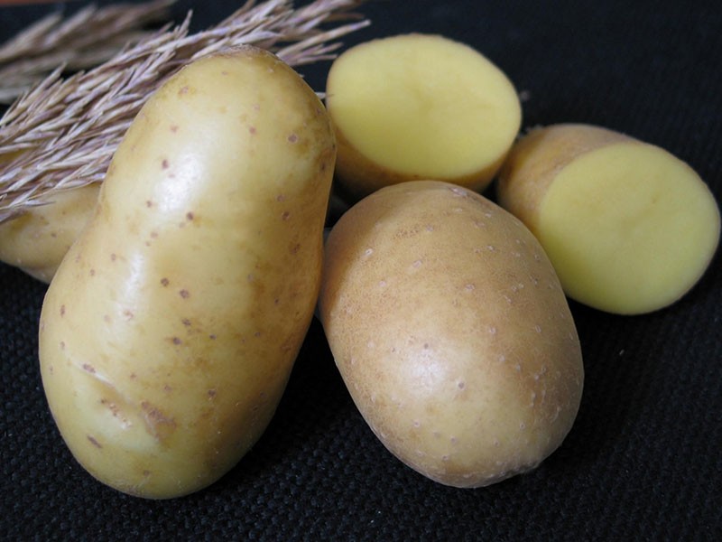 beliebt in Russland Kartoffelsorte Nevsky