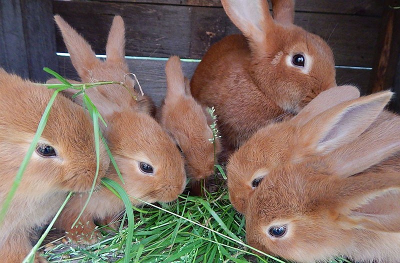 tráva ve stravě králíků