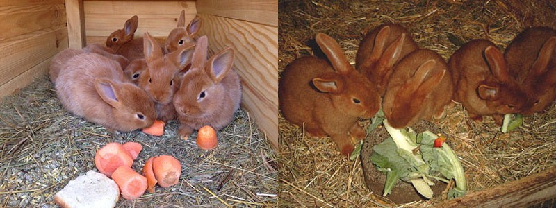 zelenina ve stravě králíků