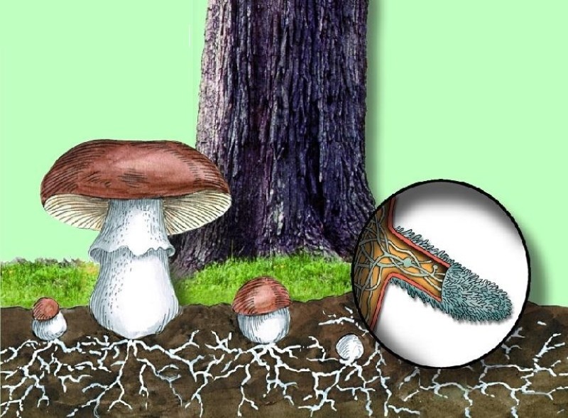 Symbiose aus Baum und Pilz