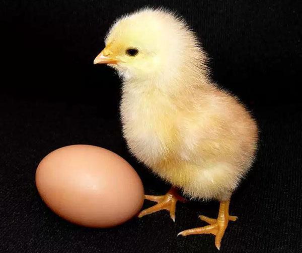 kuře a vejce