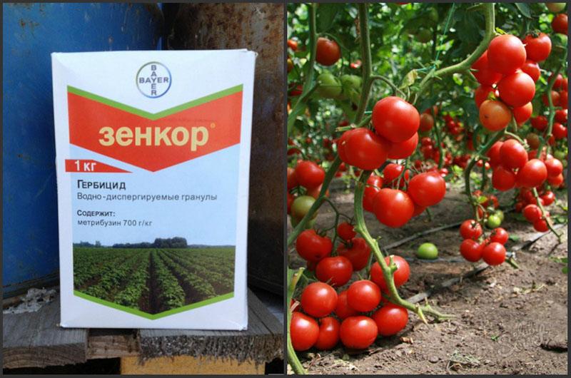 Herbizid Zenkor zur Tomatenbehandlung
