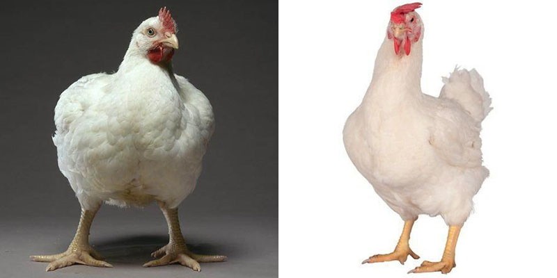 Hühner Hubbard Flex