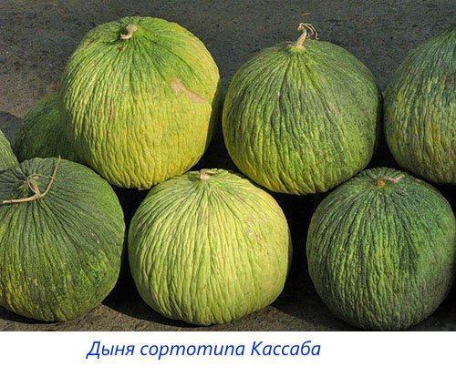 Melonen der Kassaba-Sorte