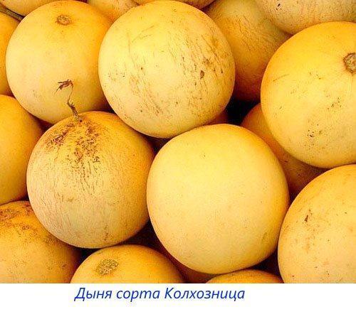 Melonensorten Kolkhoznitsa