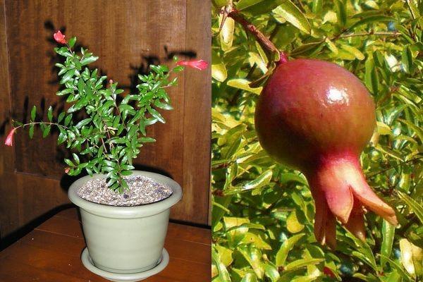 normalizace kvetení granátového jablka
