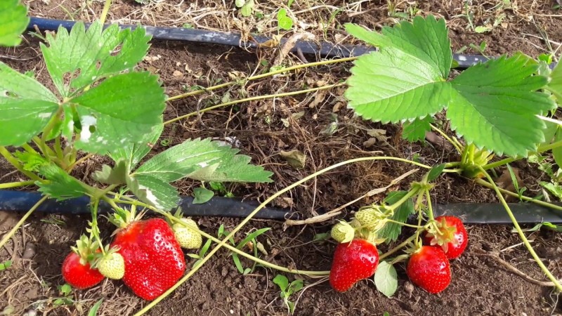 Erdbeeren fruchten und gießen