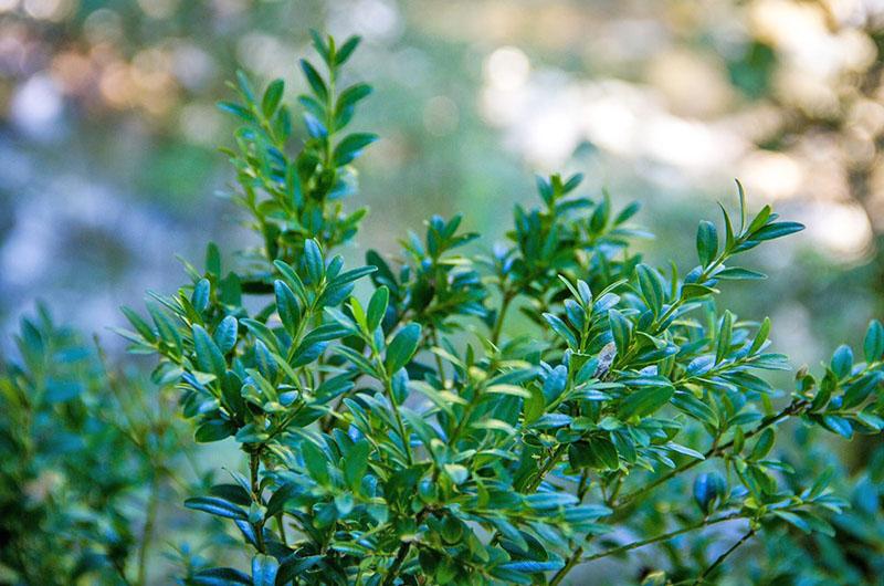 Colchis buxus